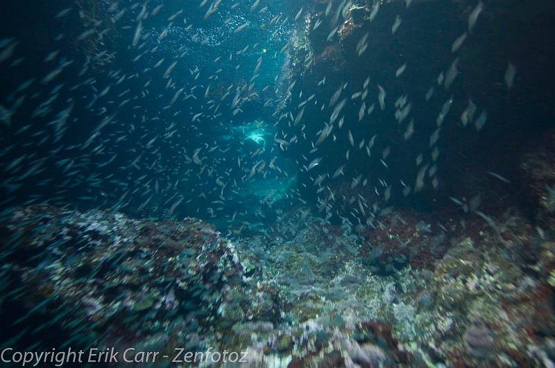 BVI Diving-0309.jpg